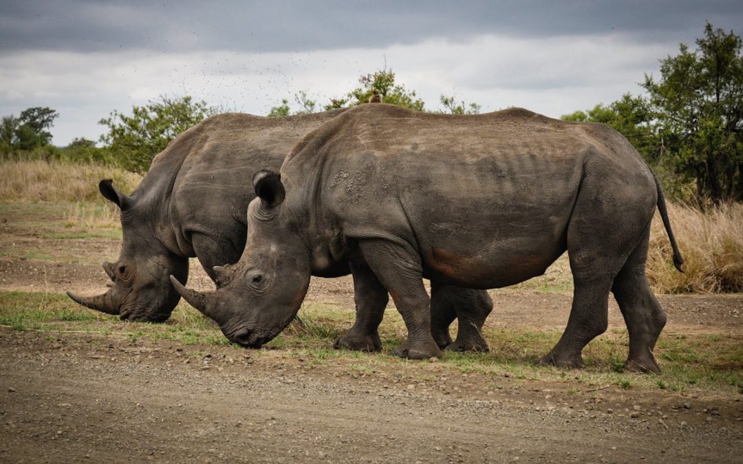 Ultimate Botswana Safari